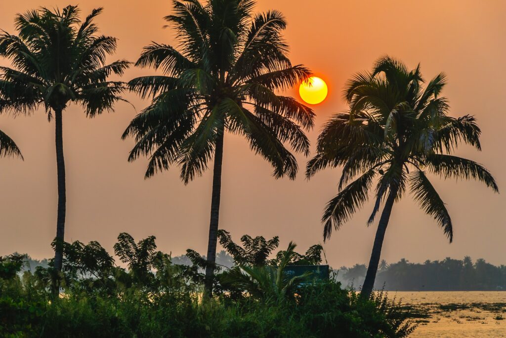 coconut tree during golden hour