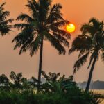 coconut tree during golden hour