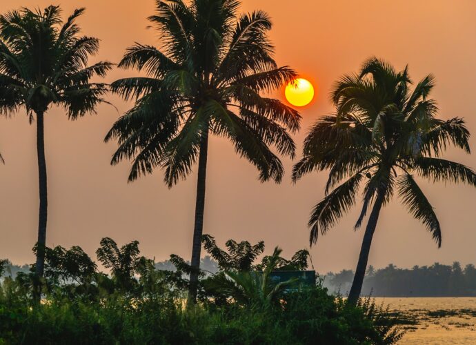 coconut tree during golden hour